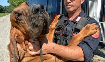 Cani molecolari carabinieri