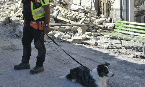 cani da macerie sisma