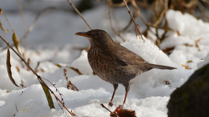 Giorni della merla: la leggenda dei giorni più freddi dell'anno 54 giorni della merla