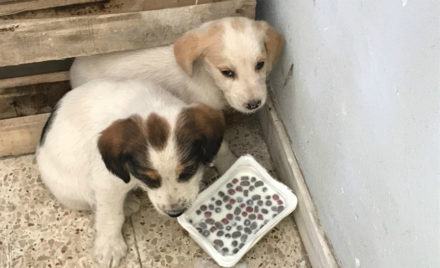 Cantonieri dellAnas salvano due cuccioli in pericolo sulla Statale FOTO