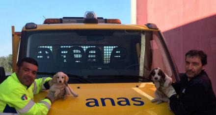 anas cuccioli salvati