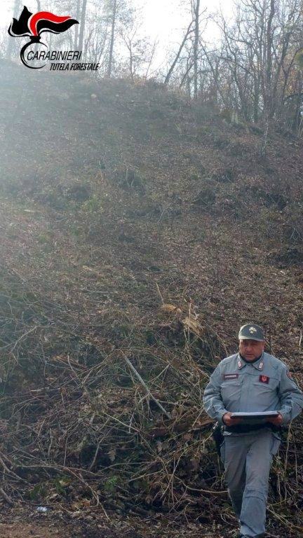 Casali del Manco: taglio di bosco senza autorizzazione. Due denunce 54 forestali casali del manco 02