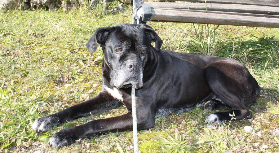 stella cane corso