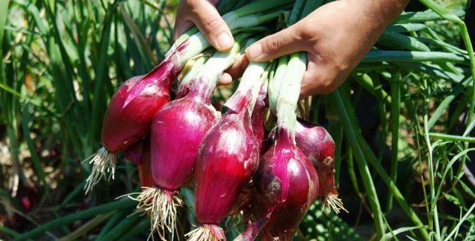 Gianluca Mech: "l'alimentazione post quarantena all’insegna del Made in Calabria" - AUDIO 56 2018 cipolla tropea