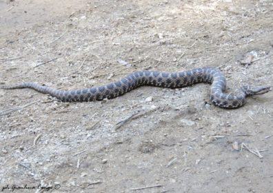 Vipera aspis hugyi G.CONG© SILAI