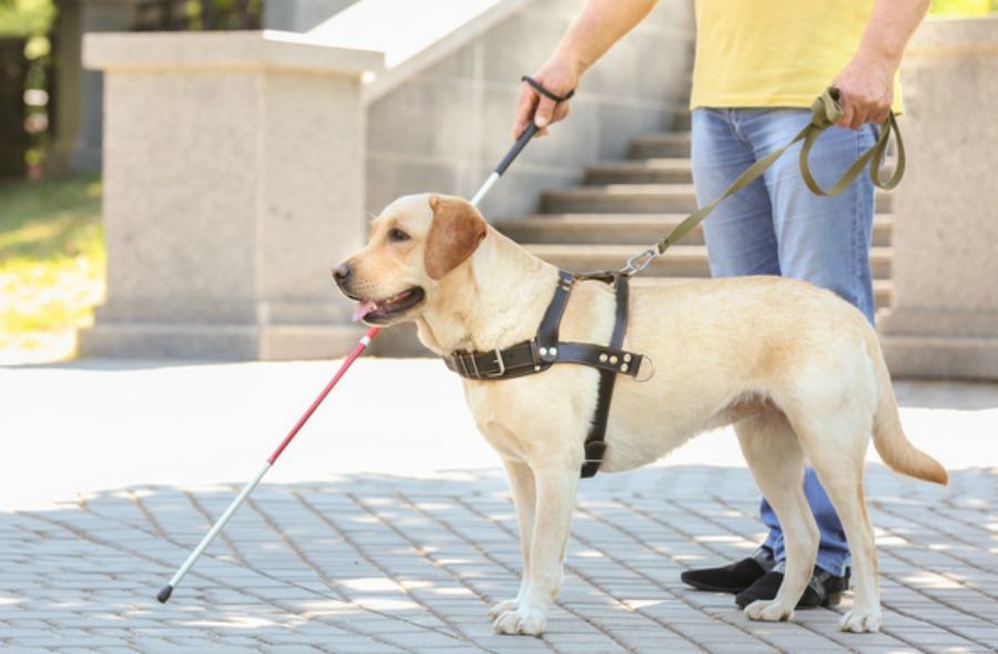 cane guida ciechi ipovedenti