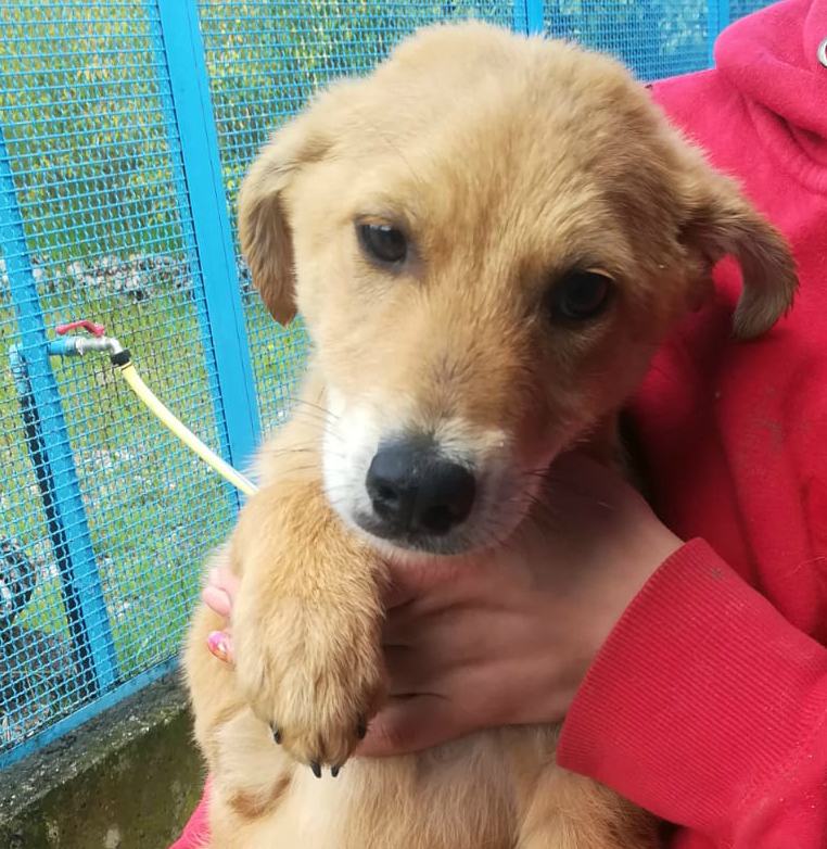 Oliver, cucciolo adorabile. Cani speciali: l'alano che aiuta una bimba a camminare 56 oliver
