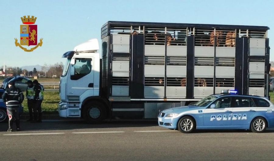 suini polizia montalto uffugo 02