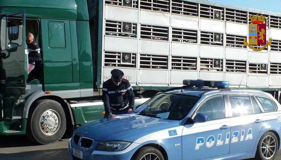 suini polizia montalto uffugo 03