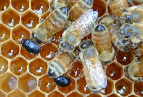 “Aethina Tumida” il temibile parassita arrivato dal Sudafrica. Sei apicoltori denunciati 53 Aethina Tumida