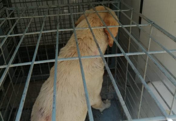 Vagava ferito a Mendicino. Randagio soccorso dalle guardie zoofile "Aquile ONLUS" 54 Cane salvato a Mendicino