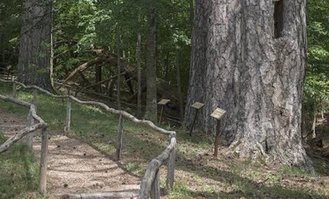 Domenica giornata Internazionale dello Yoga. Trekking ai Giganti della Sila 53 I giganti della Sila2