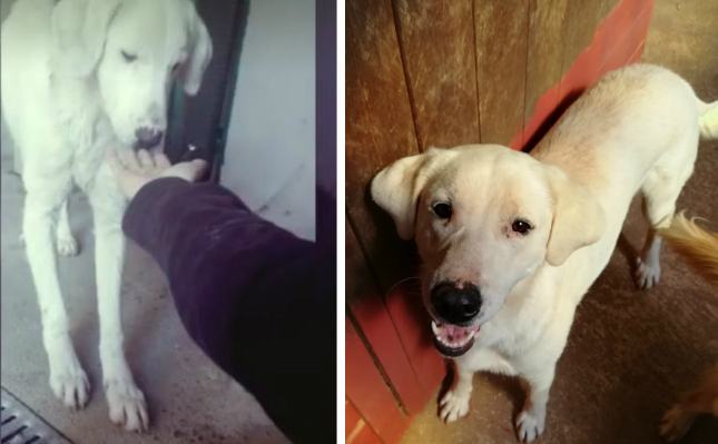 Rafael, dal dolore alla ricerca della gioia. Loukanikos, simbolo della protesta greca 54 Rafael prima e dopo