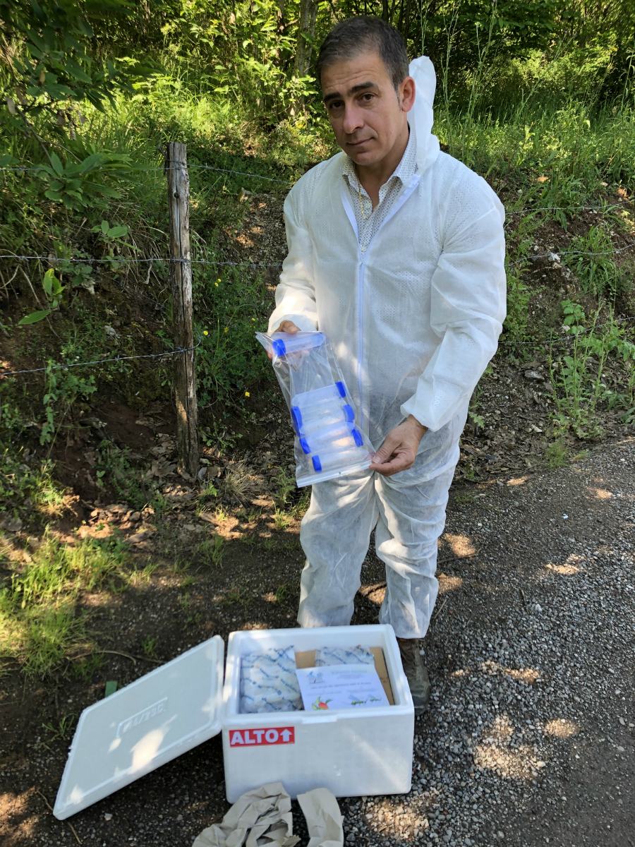 Torymus casali manco castagno 02