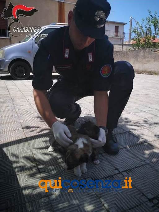 cani salvati forestali 2