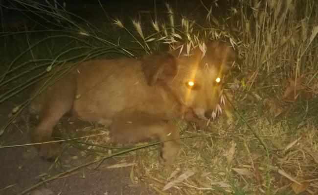 Cosenza, automobilista e guardie zoofile soccorrono cucciolo di cane investito 53 cuccoliolo invstito