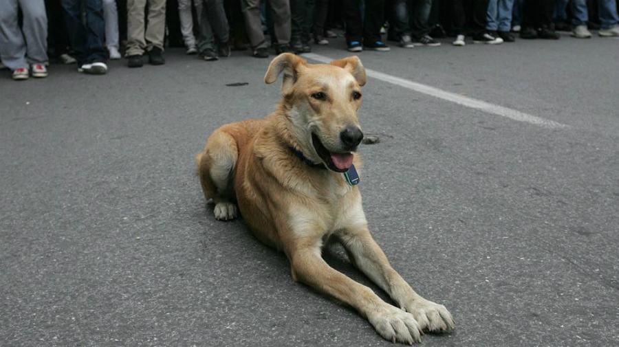 Rafael, dal dolore alla ricerca della gioia. Loukanikos, simbolo della protesta greca 55 loukanikos