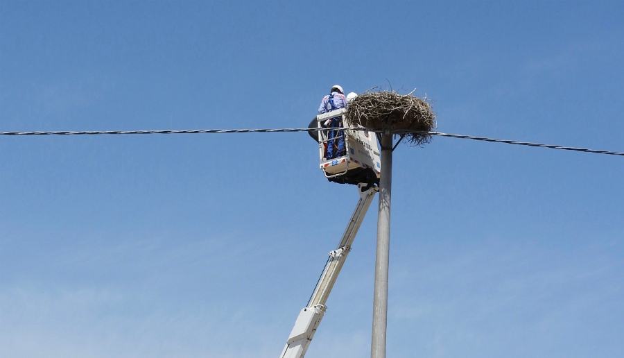 nido cicogna enel