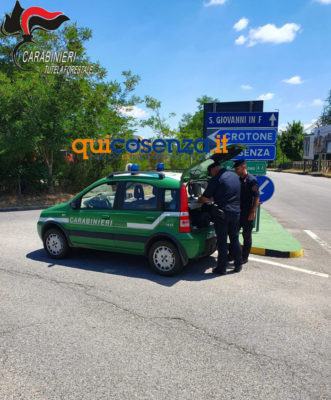 Sila, sequestrati prodotti in un caseificio locale: salsicce, ricotte e 'nduja 53 Carabinieri Forestali San Giovannoi in fiore2