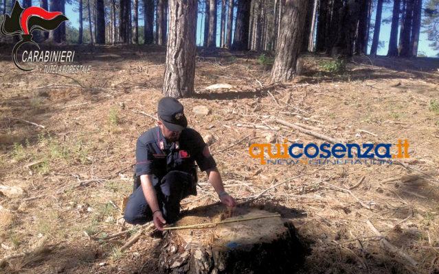 Carabinieri forestali bosco Acri1