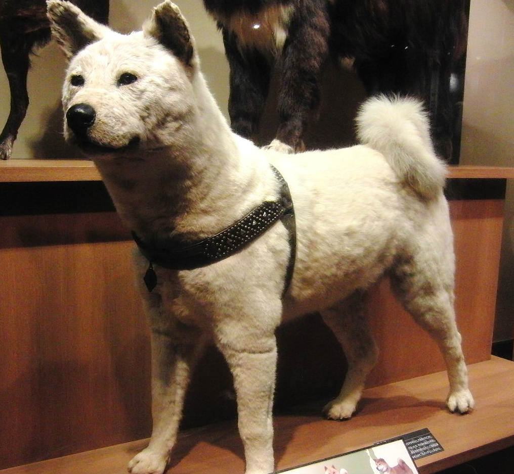 Ha solo 11 mesi la simpatica Marilla. Fedele Hachiko ancora venerato in Giappone 55 Hachiko
