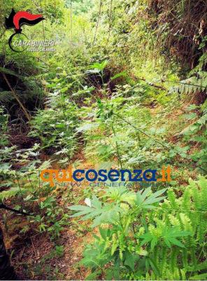 Piantagione canapa indiana2