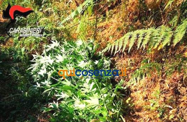 Piantagione canapa indiana3