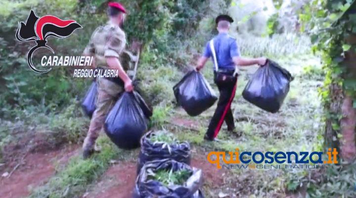 Piante canapa arresti carabinieri2