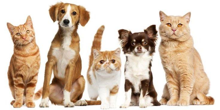 Nasce la prima azienda che divide gli utili con gli animali 54 Primo soccorso per cani e gatti 5 informazioni utili 3 800x400 800x400