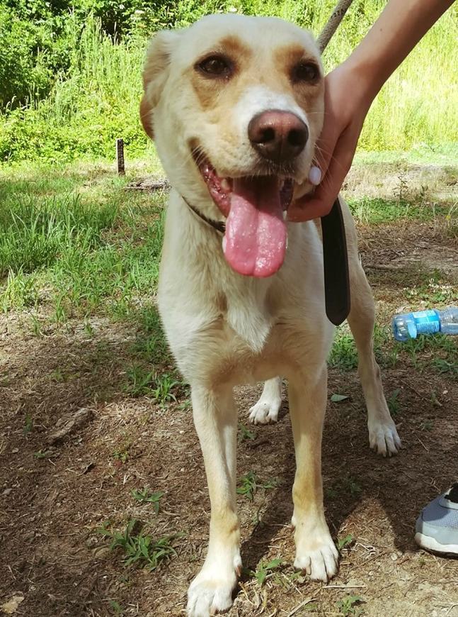 Ha solo 11 mesi la simpatica Marilla. Fedele Hachiko ancora venerato in Giappone 54 marilla