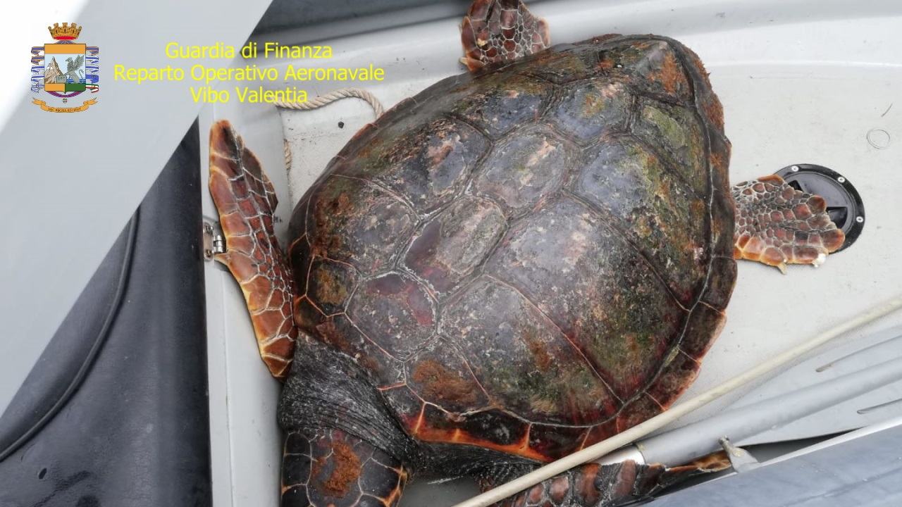 1 G.diF . ROAN Vibo Valentia