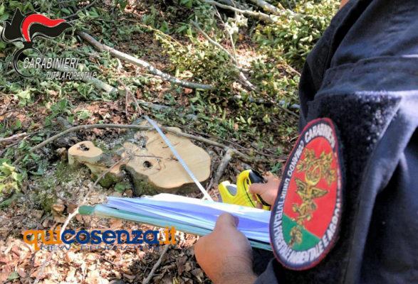 Rota Greca, alberi di faggio tagliati abusivamente. Cinque persone denunciate 54 Carabinieri Forestali Rota greca3