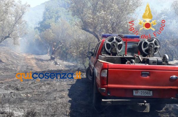 Incendio uliveto vigili del fuoco