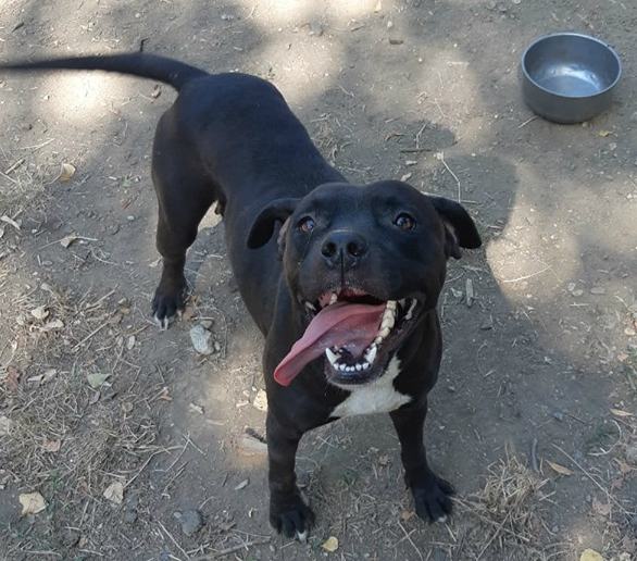 Legati davanti al canile con un cappio di plastica, una casa 'vera' per Zorro e Zara 55 Zara femminia