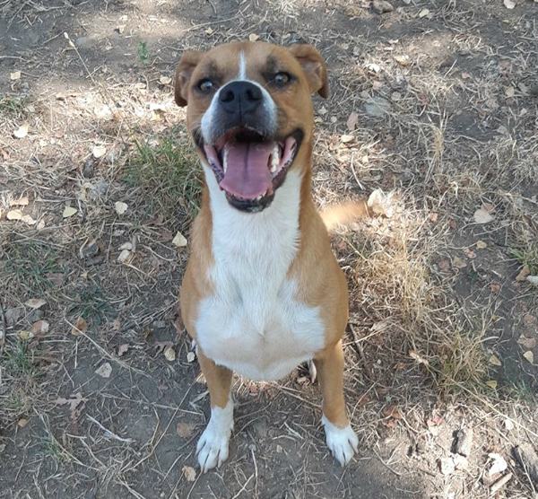 Legati davanti al canile con un cappio di plastica, una casa 'vera' per Zorro e Zara 54 Zorro maschio