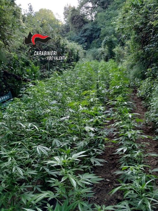 Incensurato sorpreso con un milione di euro di marijuana 52 marijuana1mln