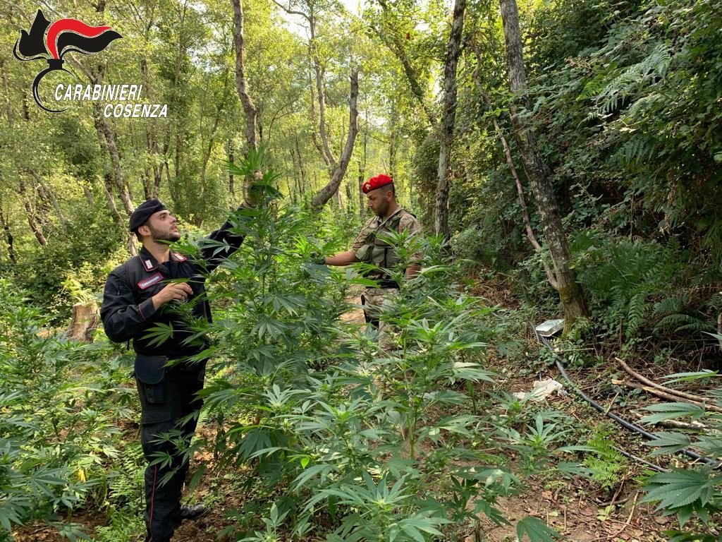 Compagnia Paola. Piantagione Cetraro 2