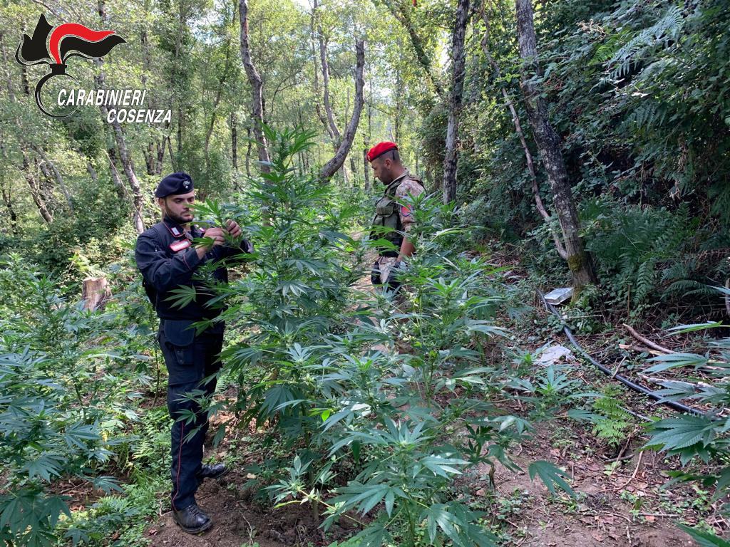 Compagnia Paola. Piantagione Cetraro 3