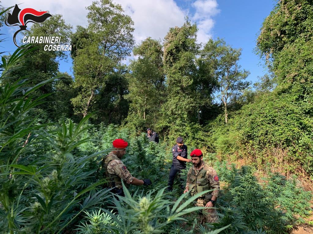 Compagnia Paola. Piantagione Cetraro 4