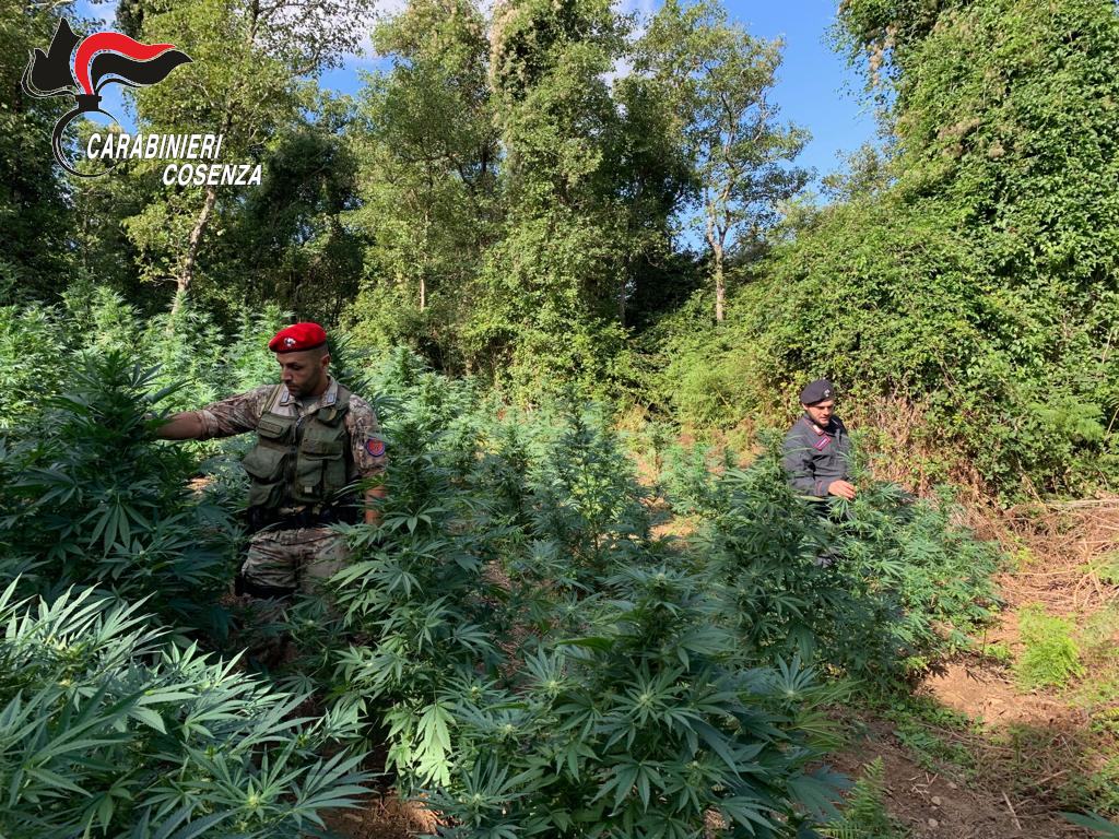 Compagnia Paola. Piantagione Cetraro 5