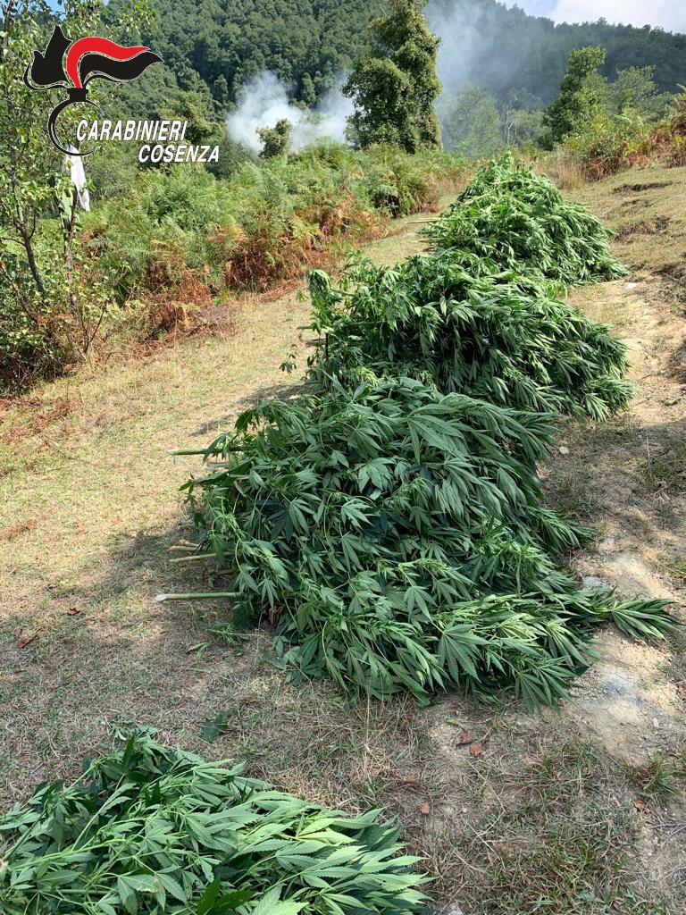 Compagnia Paola. Piantagione Cetraro