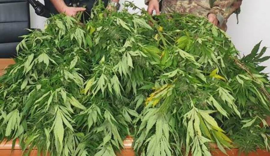 Foto marijuana carabinieri 02