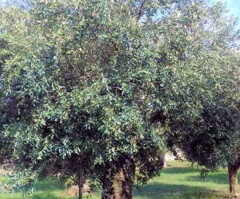 Pianta di ulivo