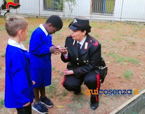 (FOTO) Cosenza, nate tre tartarughe nel terrario della scuola “Zumbini” 55 Tartarughe Cosenza3