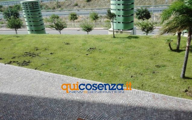 cinghiali cittadella2