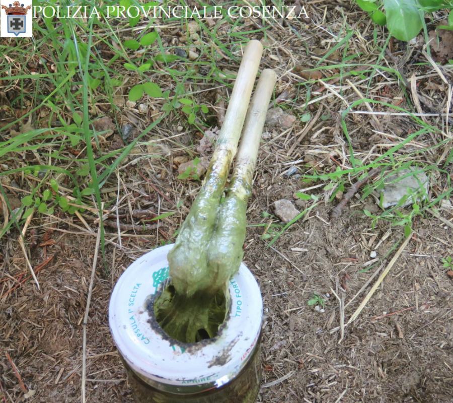 polizia provinciale cosenza bracconaggio