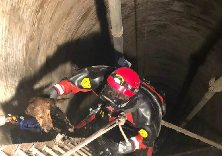 vigili fuoco salvano cane reggio 03