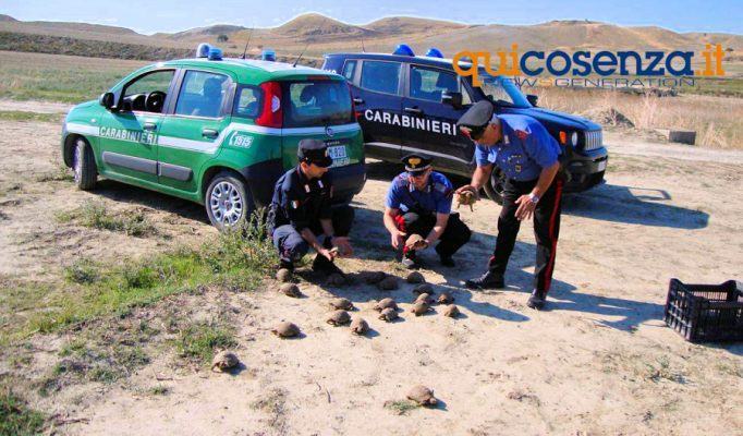 47 testuggini a rischio estinzione tenute nella porcilaia. Messe in salvo dai Forestali 53 Carabinieri fotrestali testugini 1