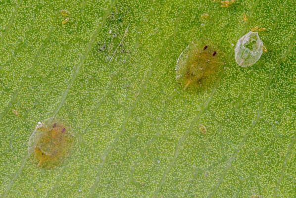 "Singhiella Simplex", scoperto in Calabria un nuovo parassita infestante delle piante 53 Singhiella Simplex2