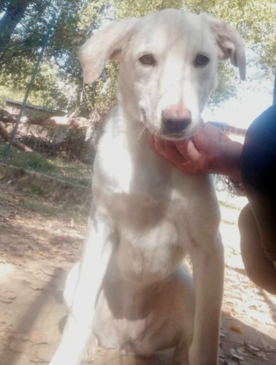 Gli occhi belli di Chanel. Gli rubano il cane, bimbo disegna i volantini per ritrovarlo 54 chanel